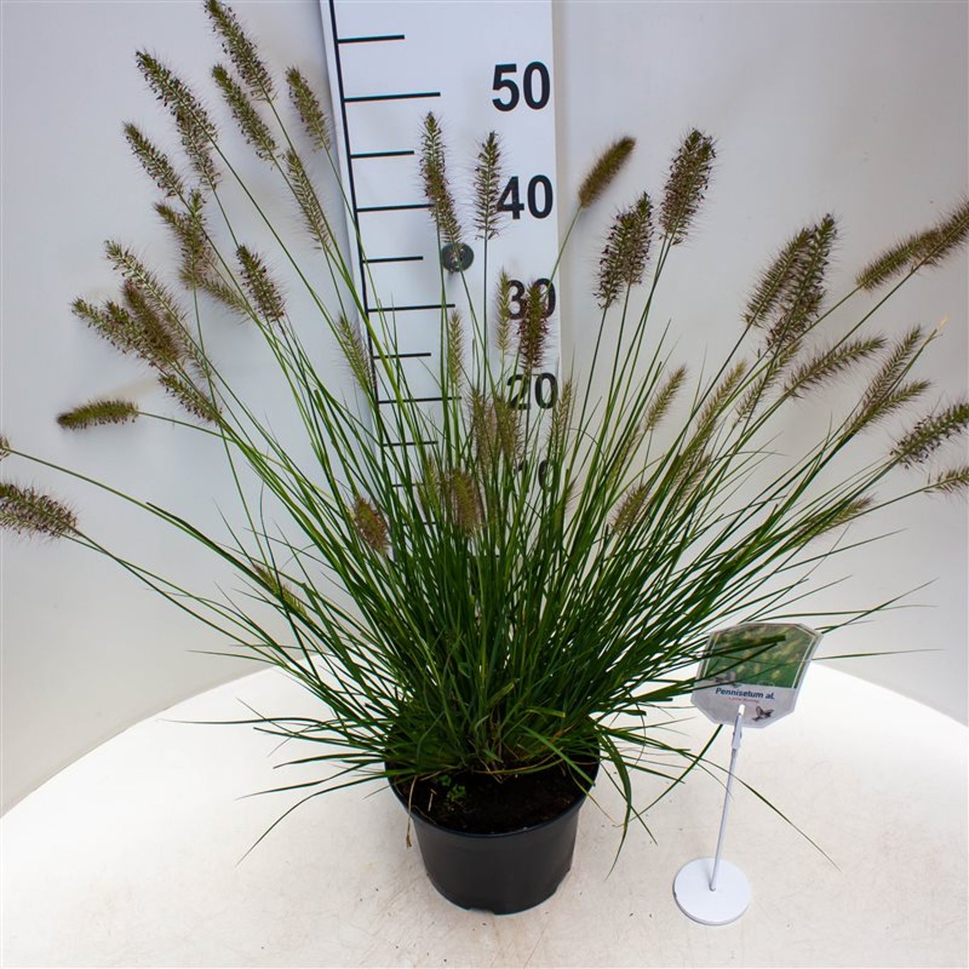 Pennisetum al. 'Hameln' - C3 25-30 CM
